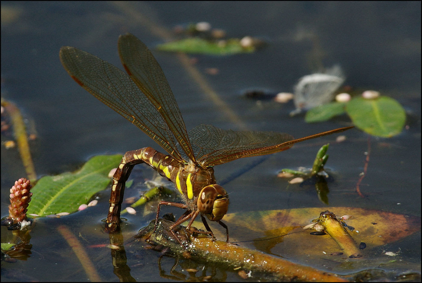 Female Brown Hawker dragonfly Aeshna grandis