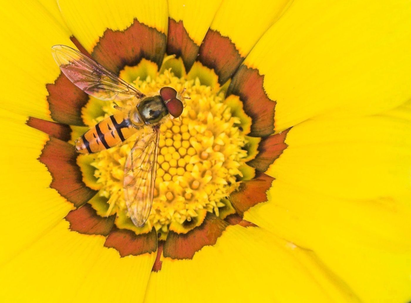 Composition in yellow and red, wasp on a yellow flower