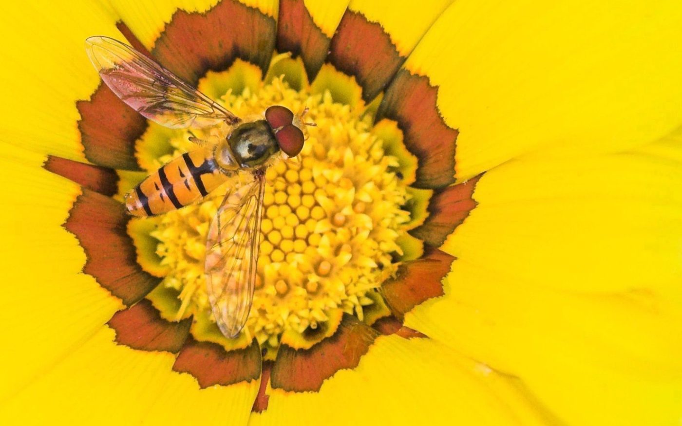 Composition in yellow and red, wasp on a yellow flower