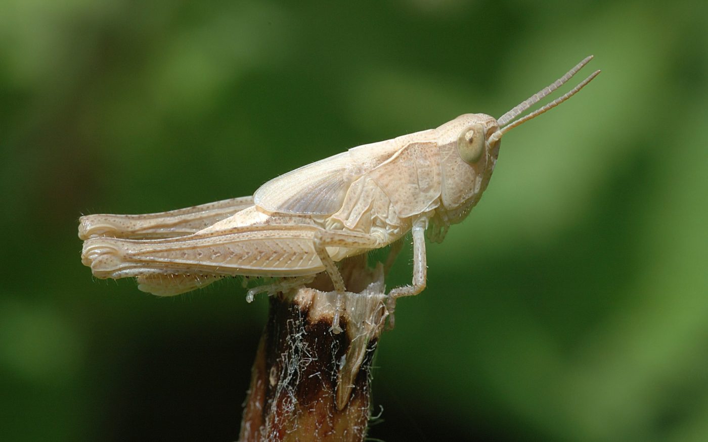 Young Grasshopper