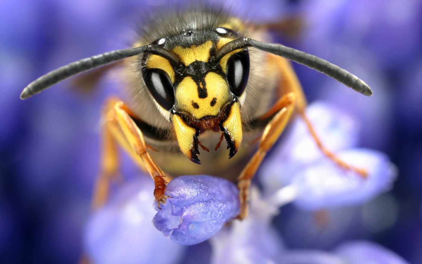 Queen common wasp, Vespula germanica, resting on grape hyacinth after waking