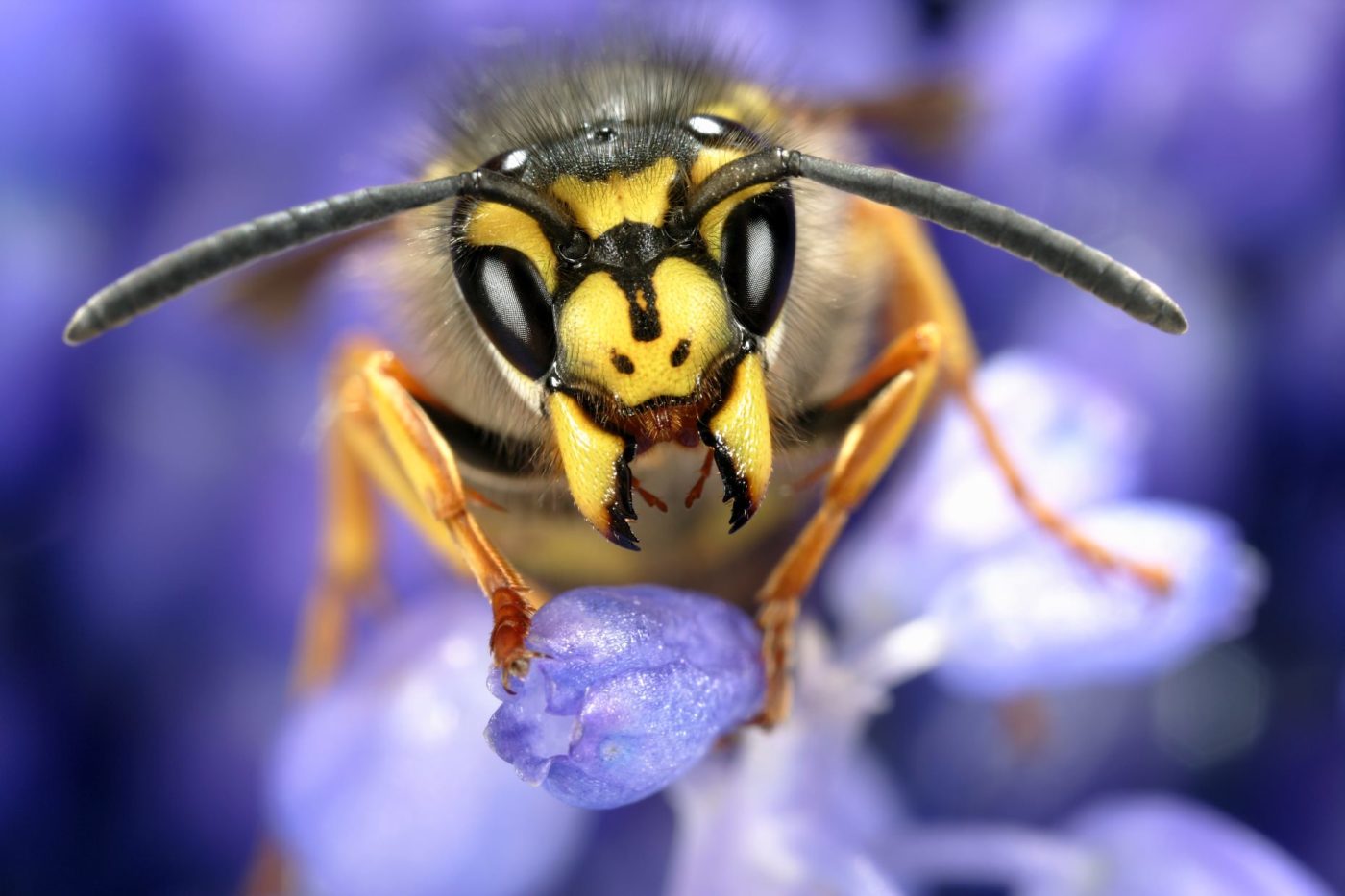 Queen common wasp, Vespula germanica, resting on grape hyacinth after waking