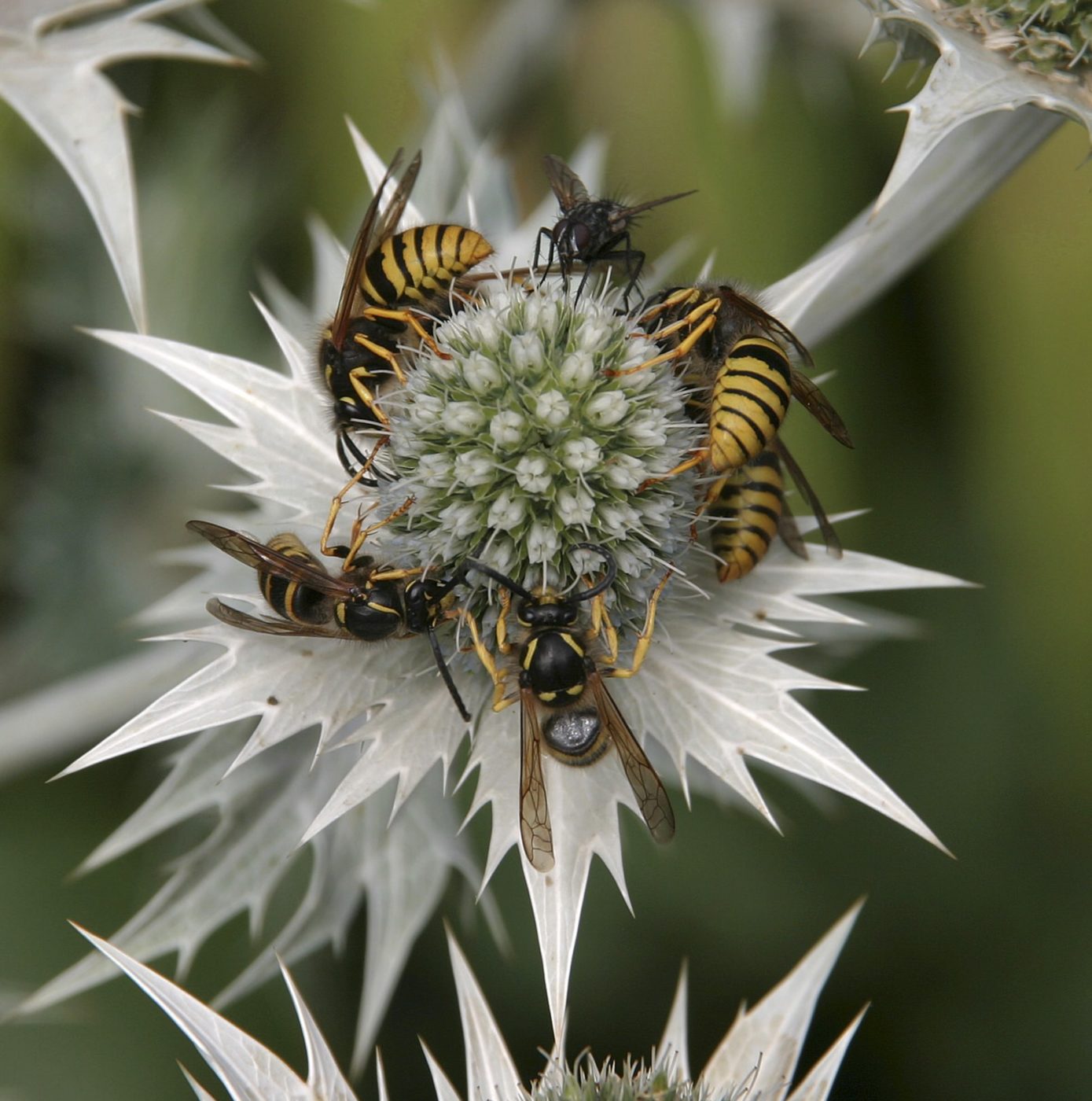 Ouch! Wasps and a fly on flower