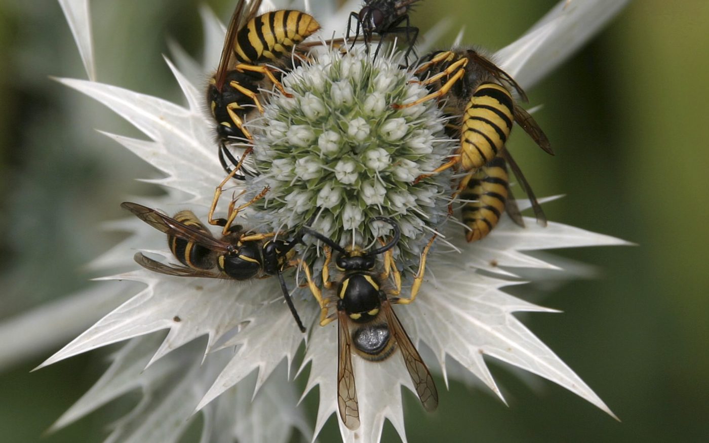 Ouch! Wasps and a fly on flower