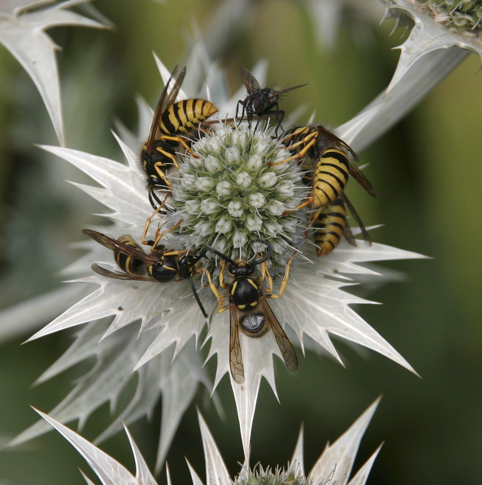 2006 Photography Competition Winners - British Insect Category - Insect ...