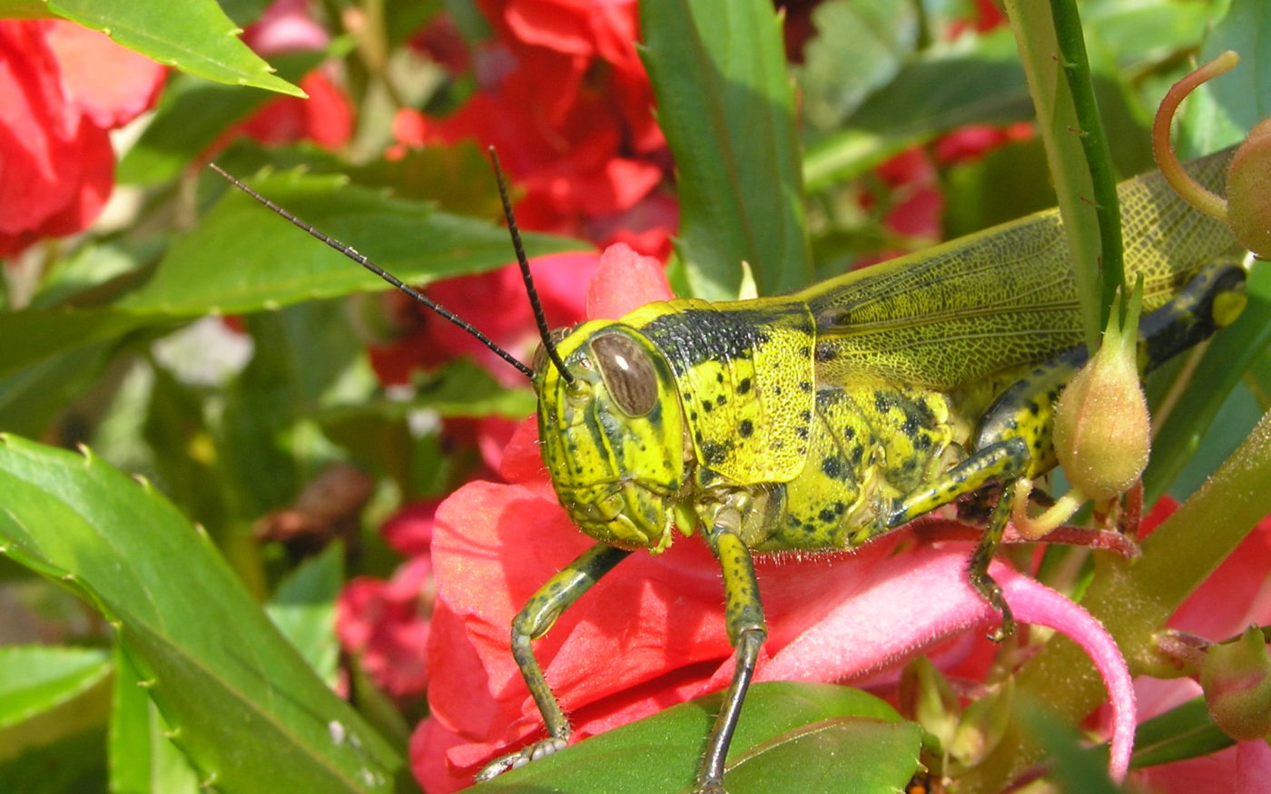Grasshopper at Frasers Hill