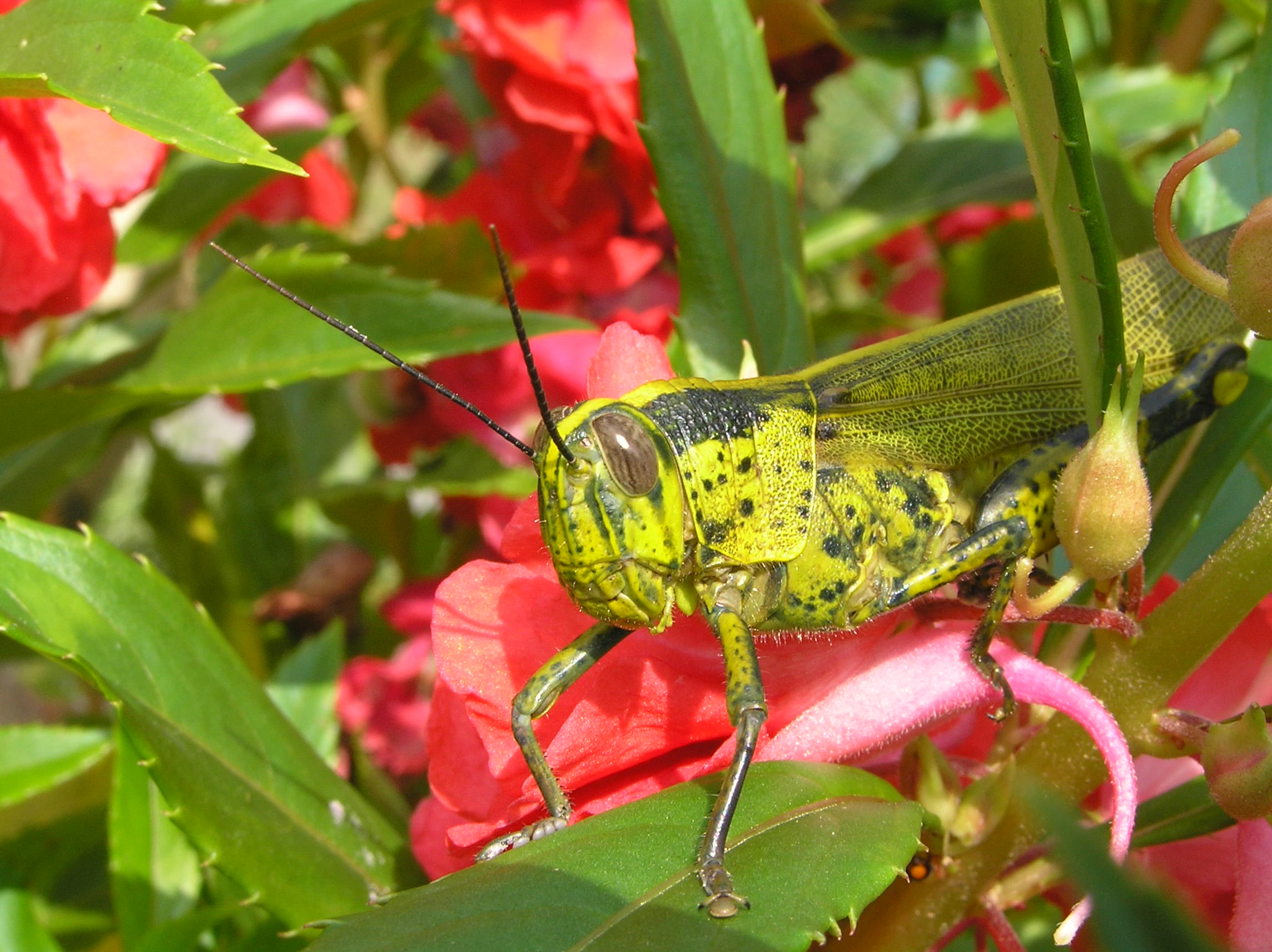 Grasshopper at Frasers Hill