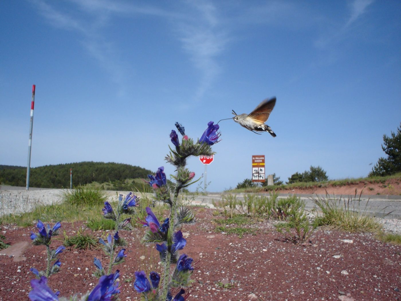 Spanish Flyer, Hummingbird hawk-moth, Macroglossum stellatarum, feeding