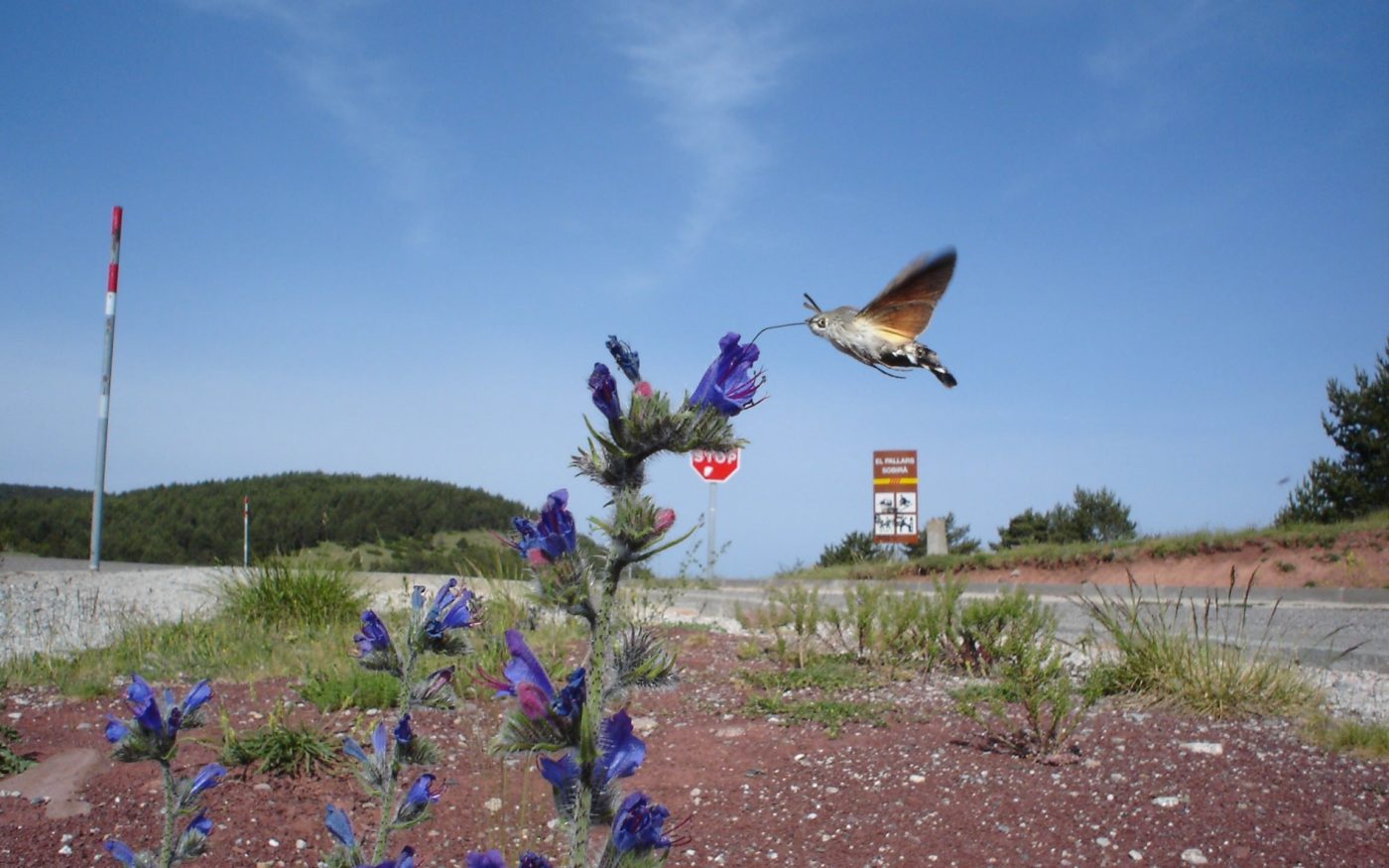 Spanish Flyer, Hummingbird hawk-moth, Macroglossum stellatarum, feeding