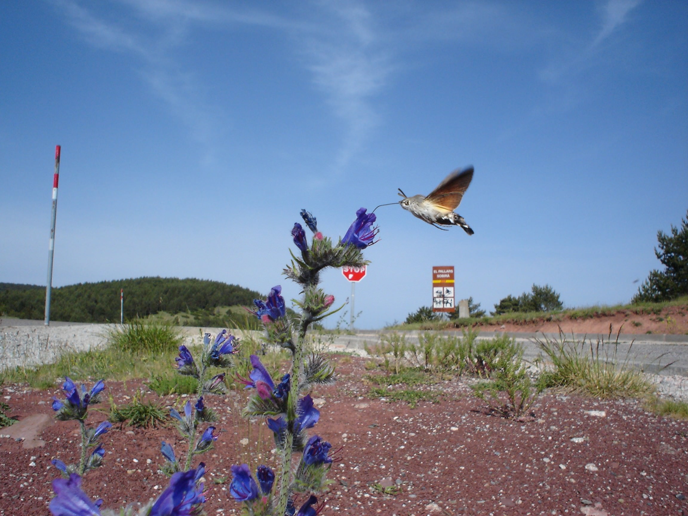 Spanish Flyer, Hummingbird hawk-moth, Macroglossum stellatarum, feeding