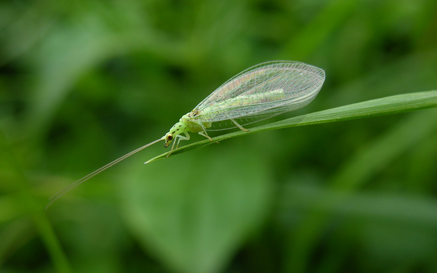 Lacewing