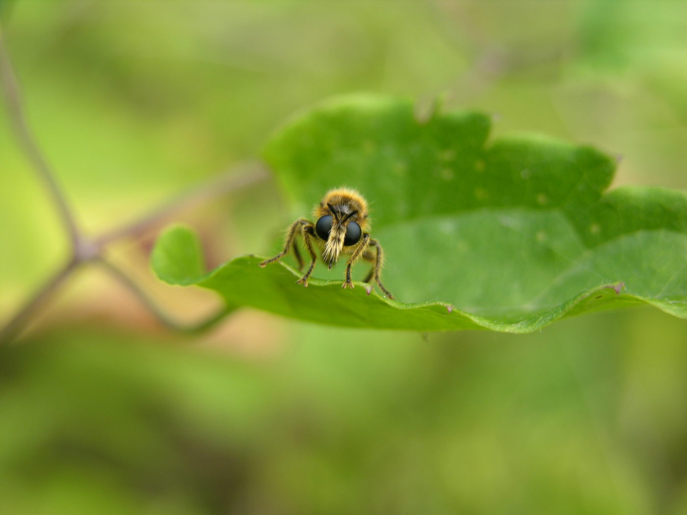 Robber fly