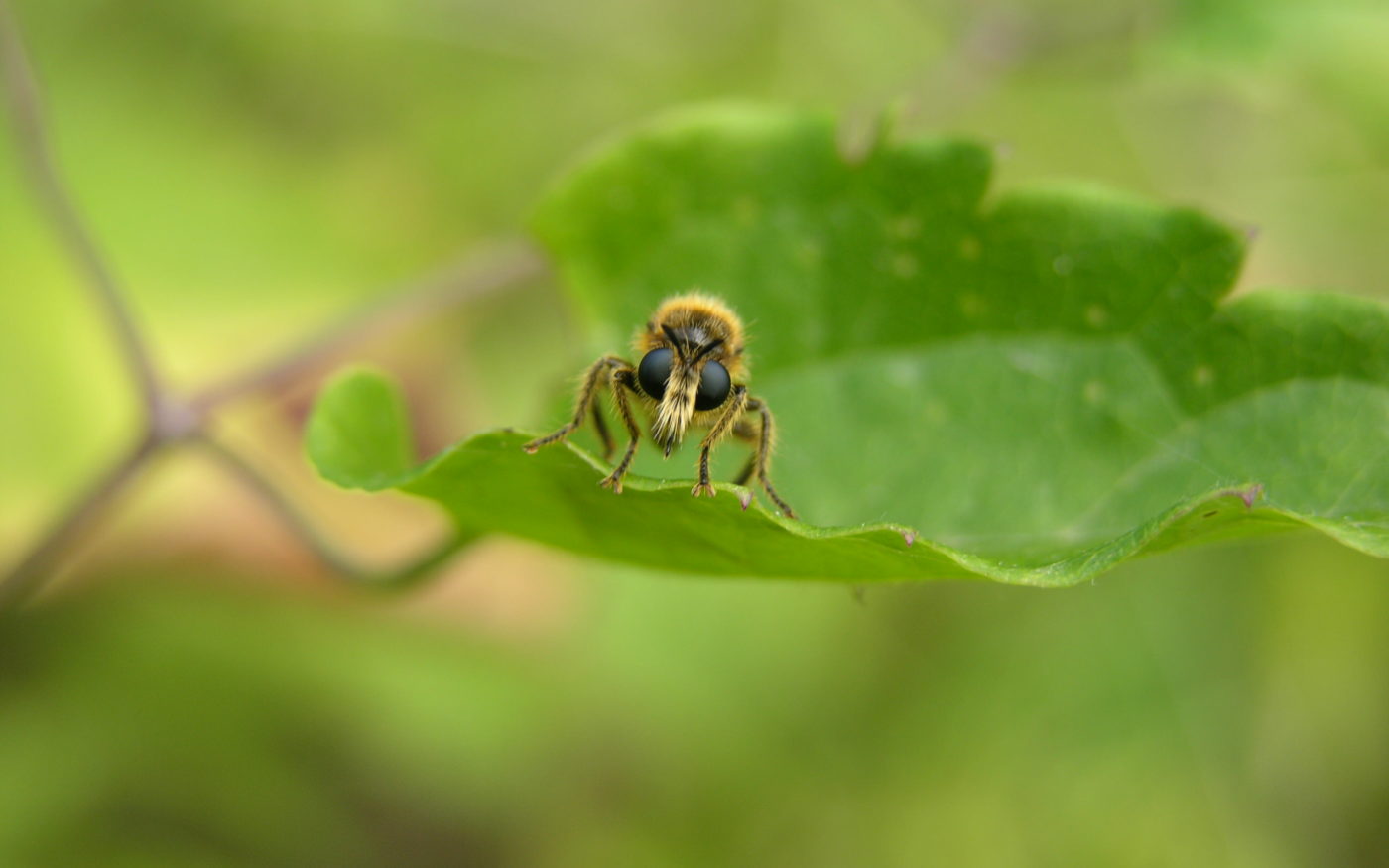 Robber fly