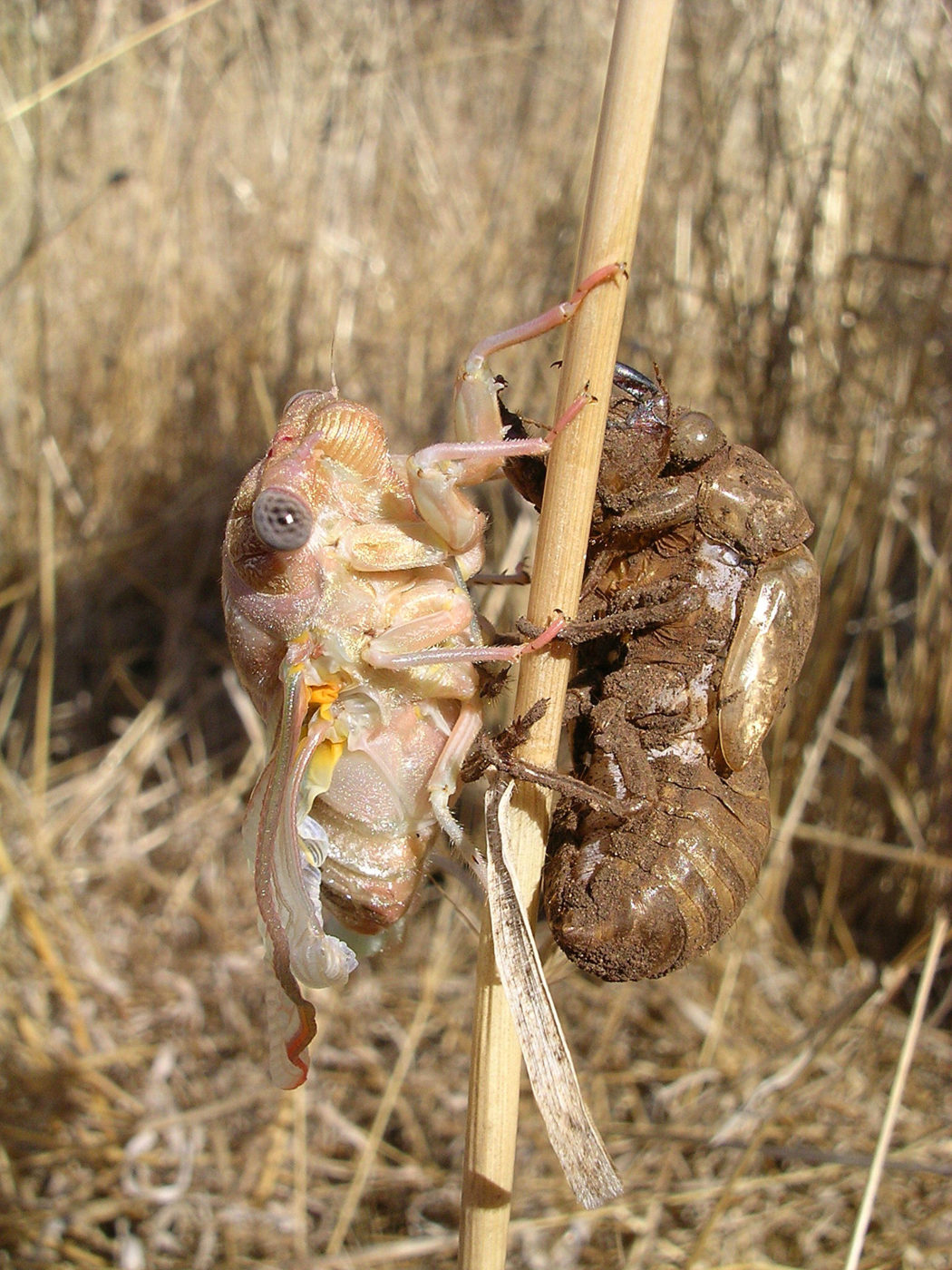 Cicada - newly emerged adult with shed exoskeleton
