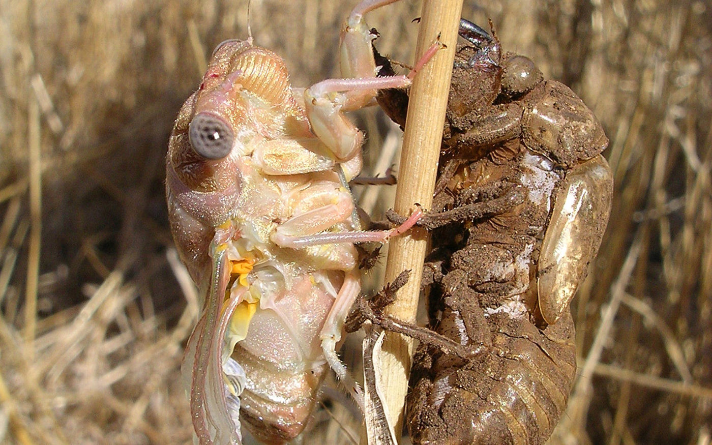 Cicada - newly emerged adult with shed exoskeleton