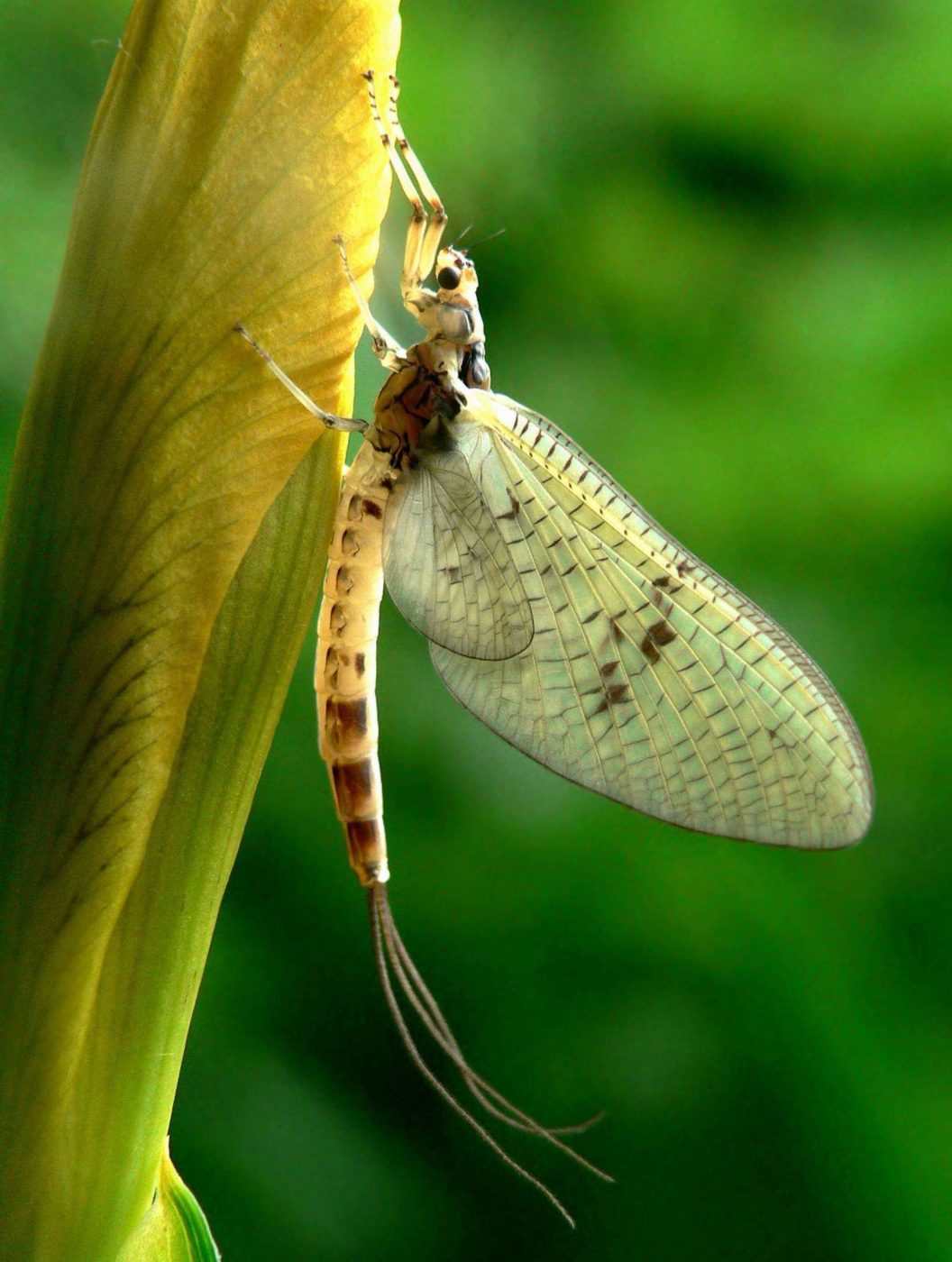 Mayfly on iris bud