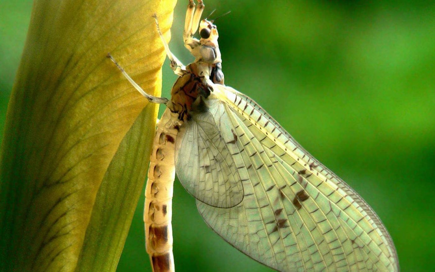 Mayfly on iris bud