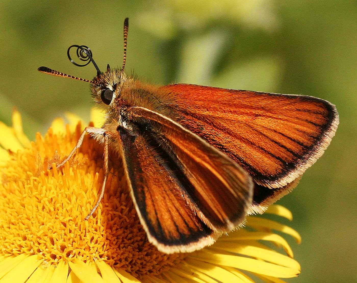 Small skipper butterfly, Thymelicus sylvestris, nectaring