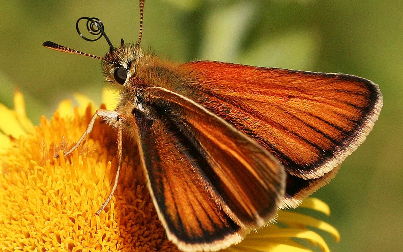 Small skipper butterfly, Thymelicus sylvestris, nectaring
