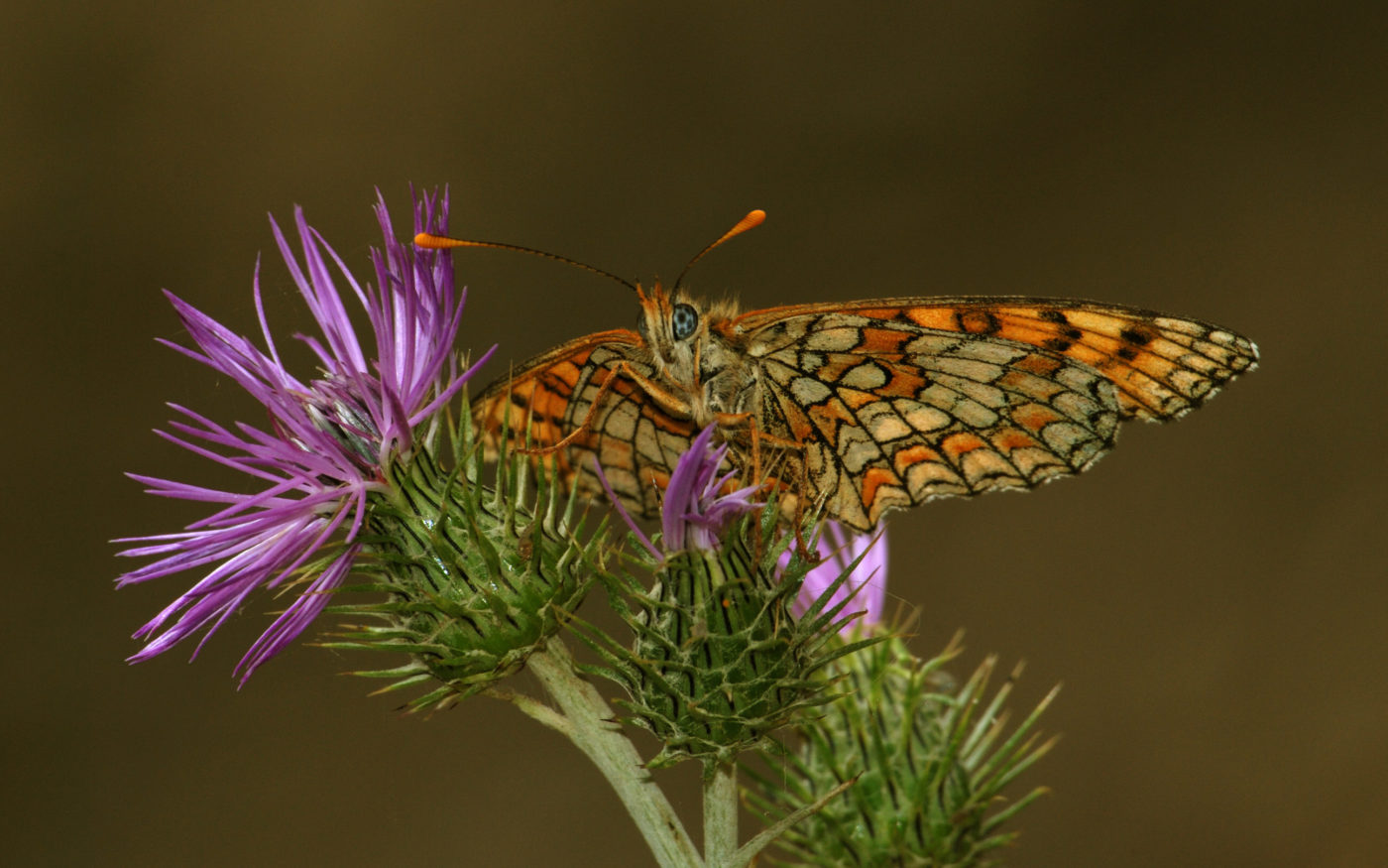 Fritillary butterfly, Melitaea sp., feeding on knapweed