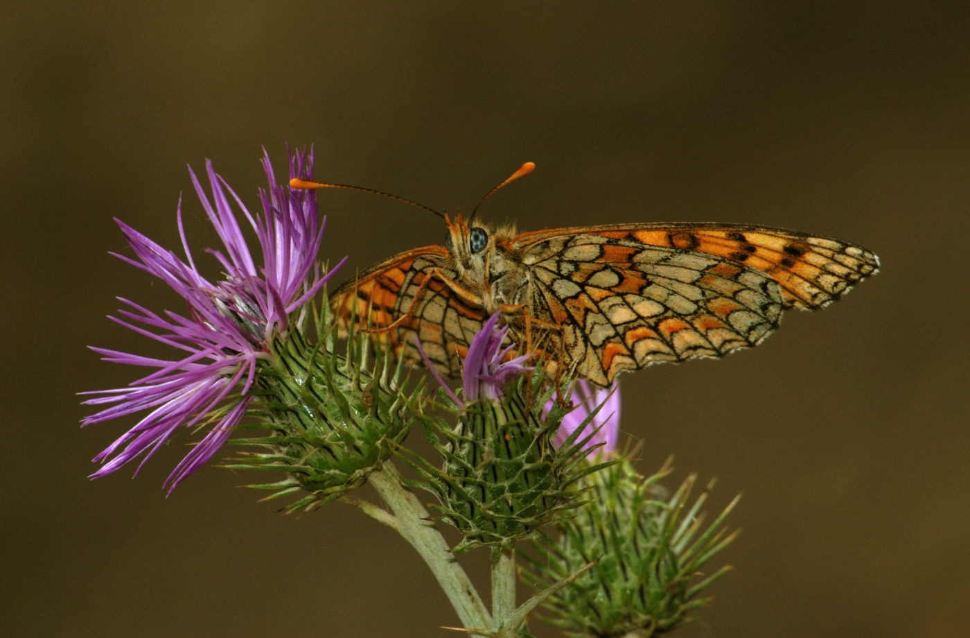 Fritillary butterfly, Melitaea sp., feeding on knapweed