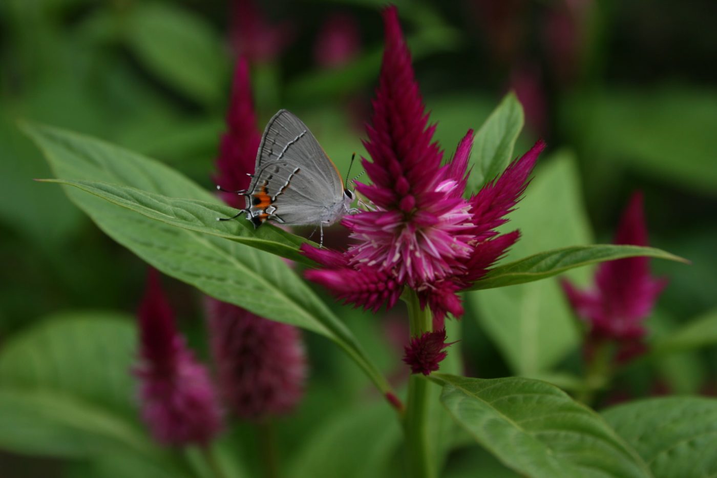 Gray Hairstreak Butterfly, Strymon melinus