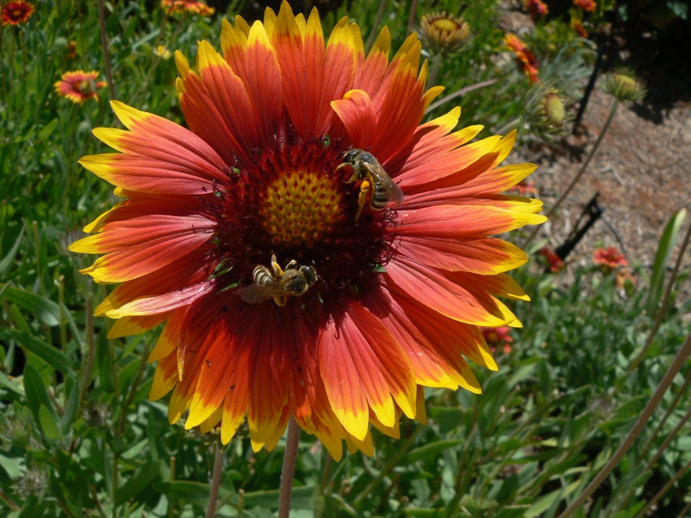 Honey Bees, Apis mellifera, Collecting Nectar