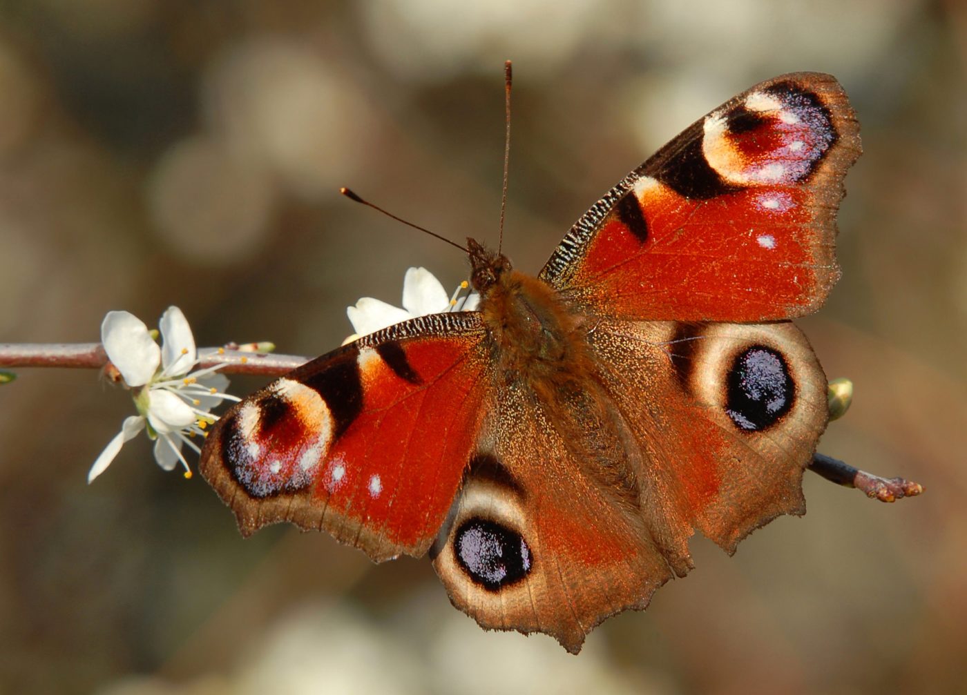 Peacock butterfly, Aglais io