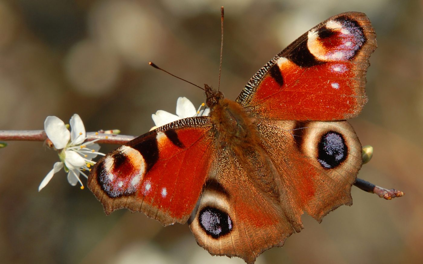 Peacock butterfly, Aglais io