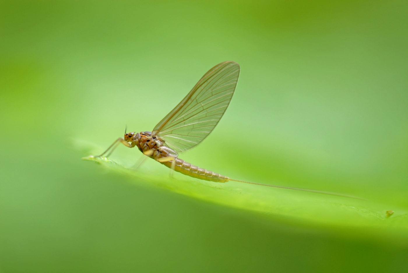 Mayfly