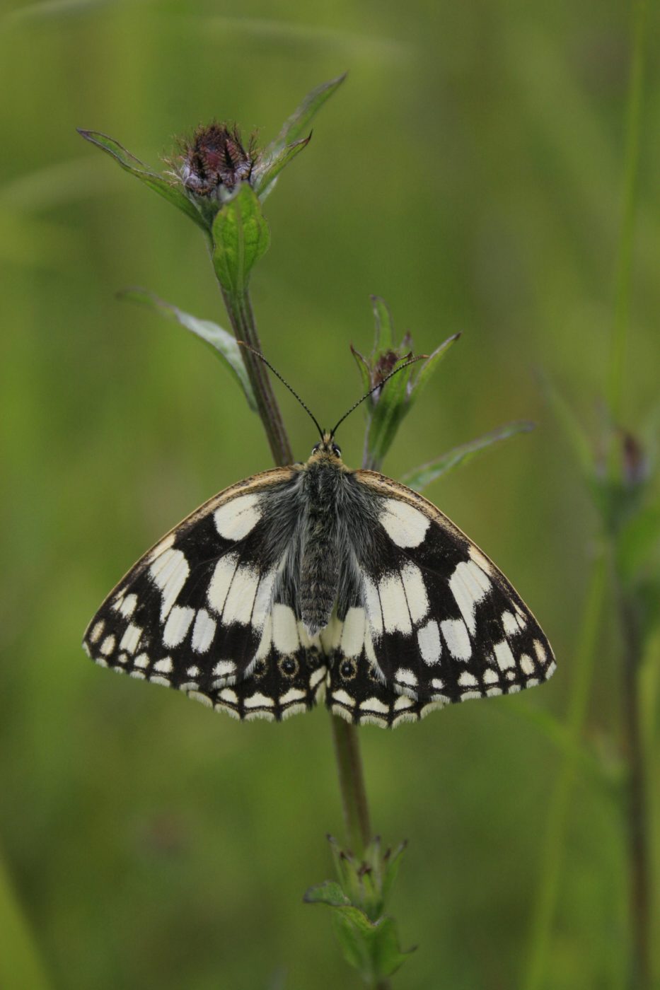 Marbled white butterfly, Melanargia galathea