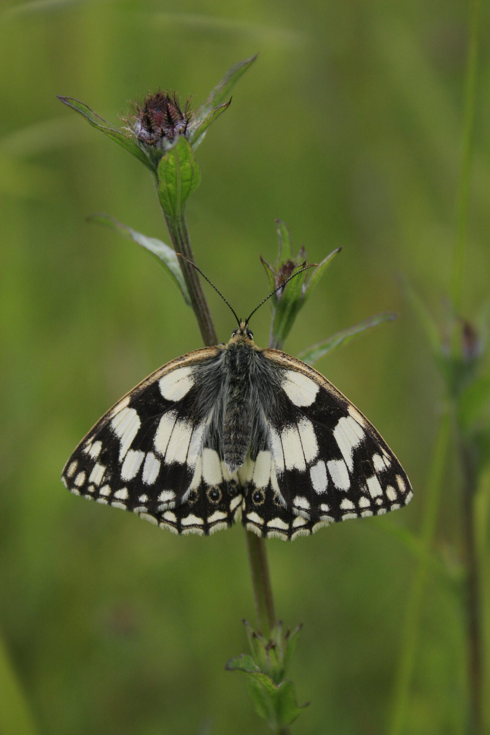 Marbled white butterfly, Melanargia galathea