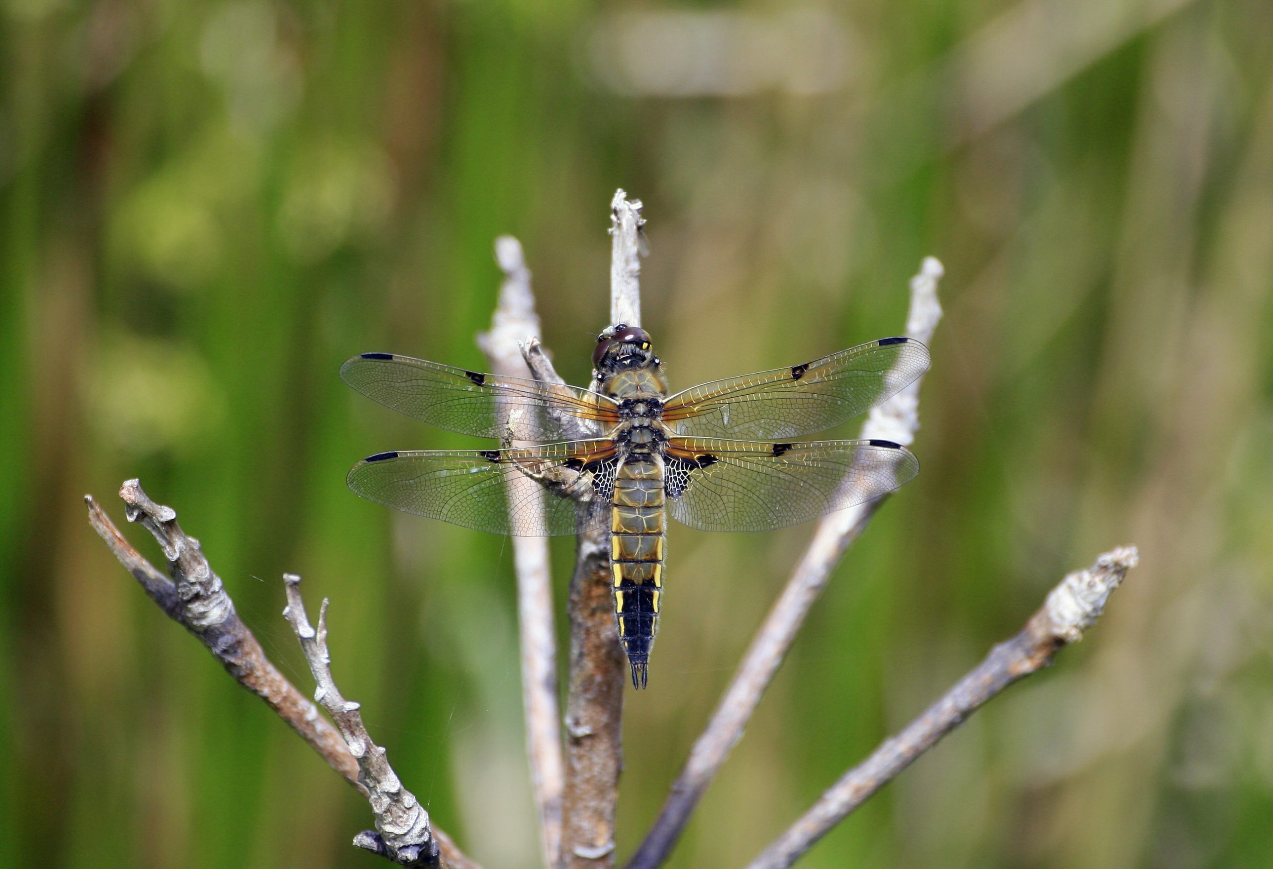 Male Four-Spotted Chaser Dragonfly, Libellula Quadrimaculata