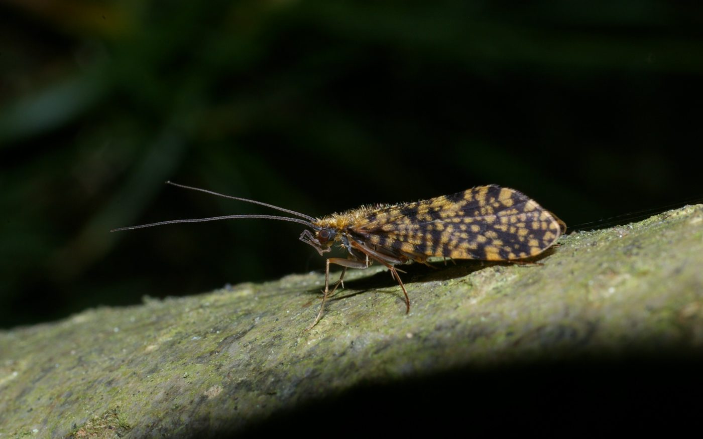 Adult caddisfly, Philopotamus montanus