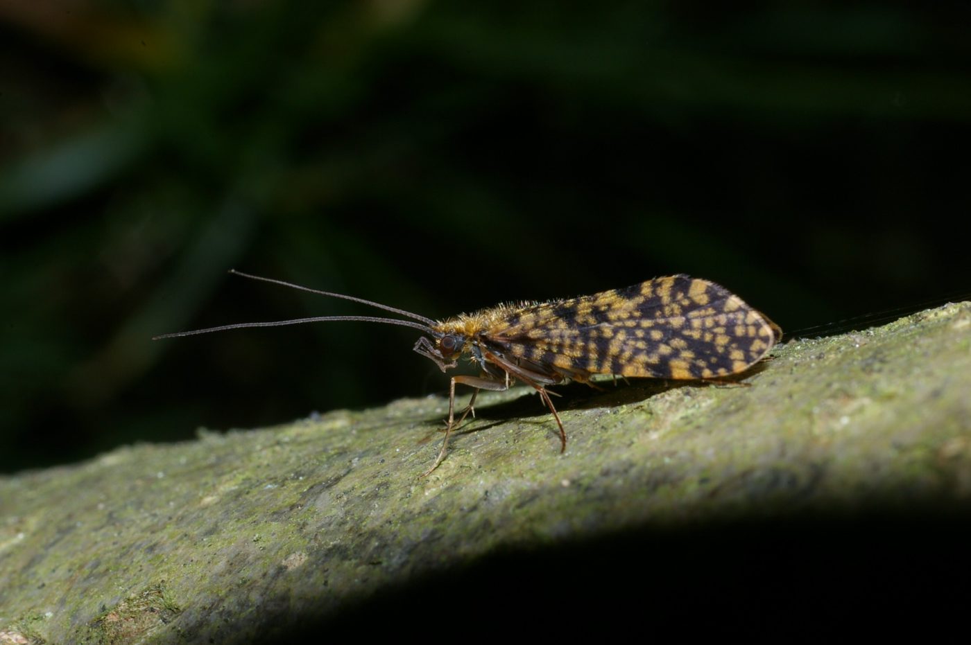 Adult caddisfly, Philopotamus montanus