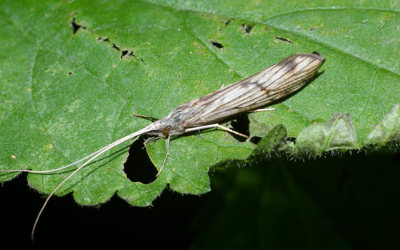 Adult Caddisfly, Odontocerum Albicorne