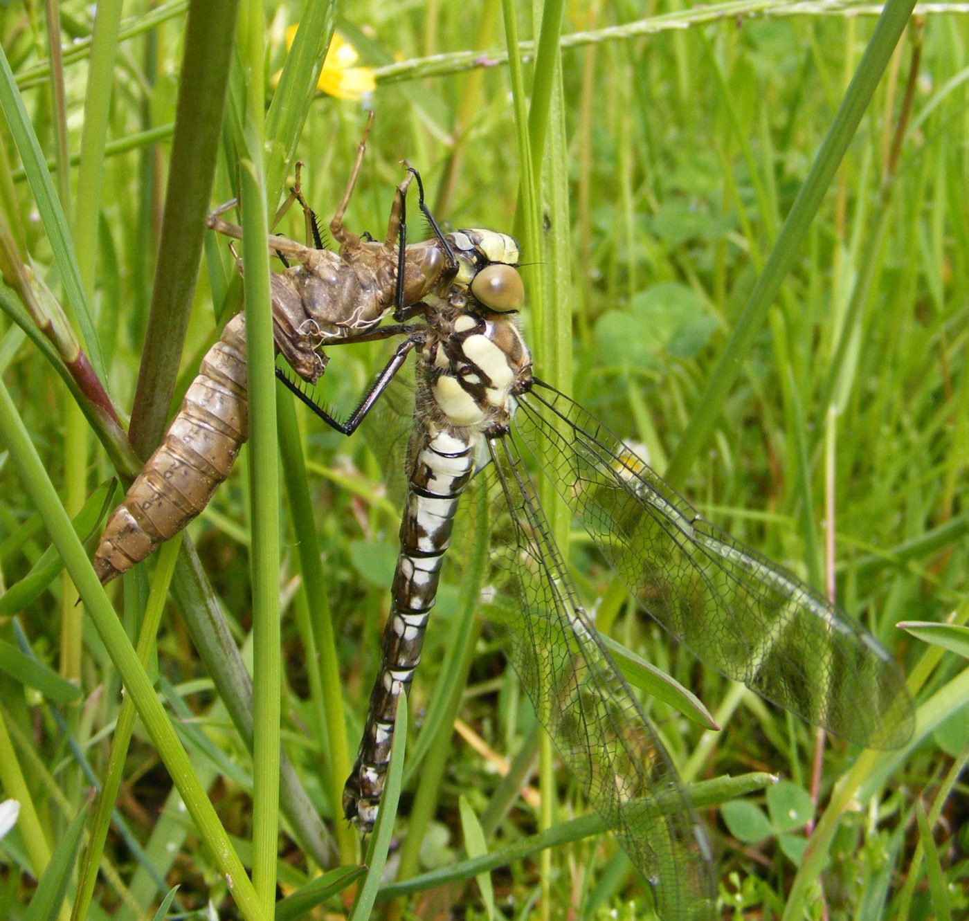 Dragonfly ready for take-off