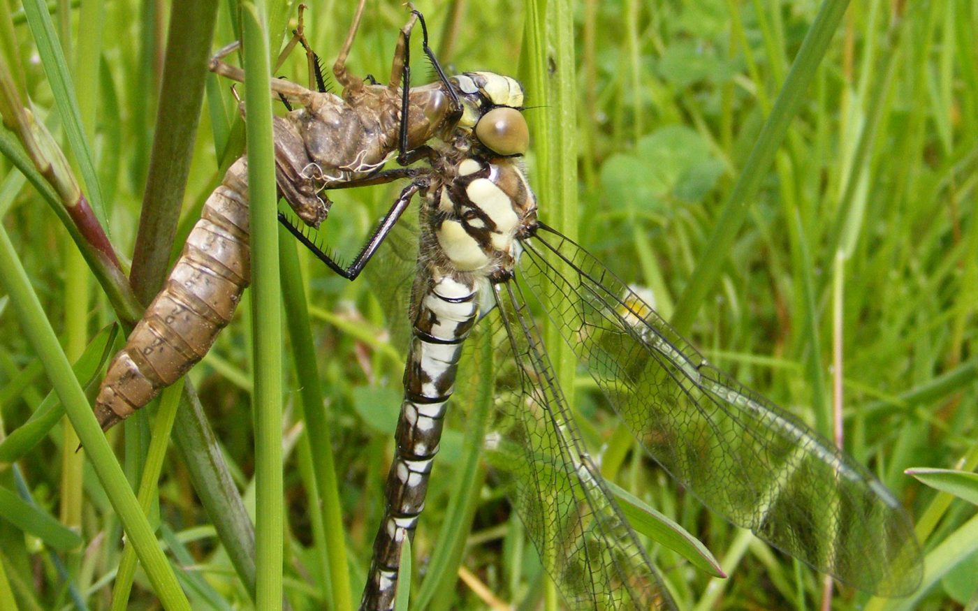 Dragonfly ready for take-off