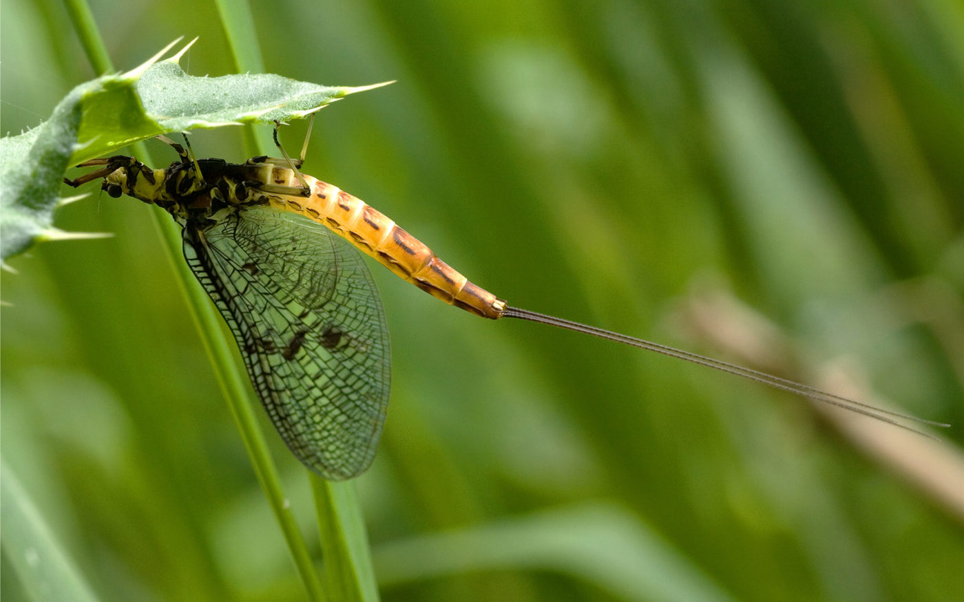 Common mayfly by River Stour