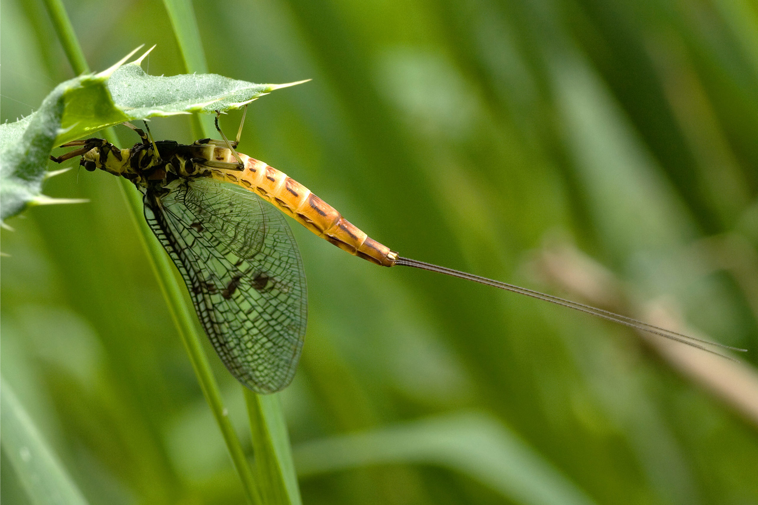 Common mayfly by River Stour