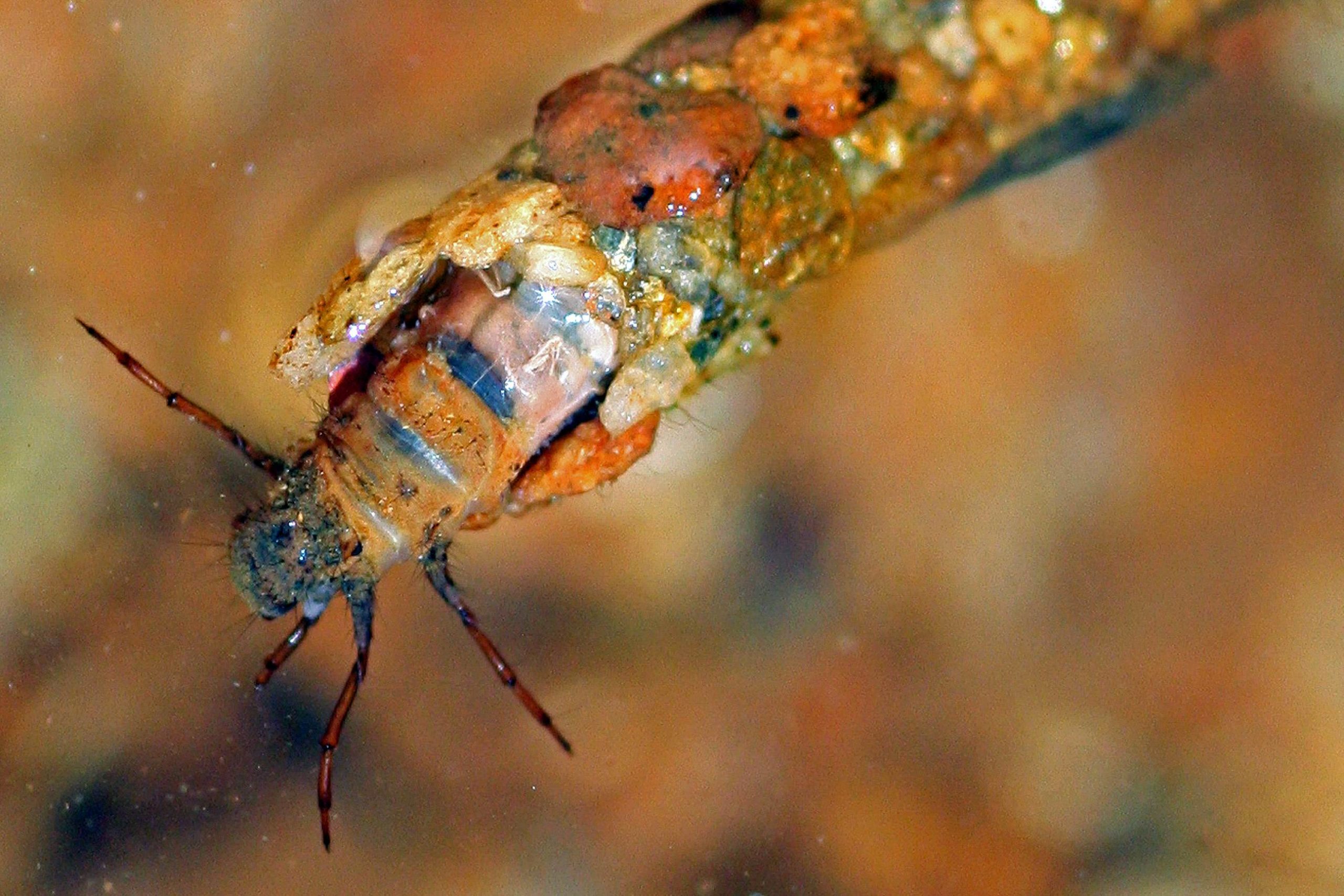Soft Body of a Caddis Fly Larva