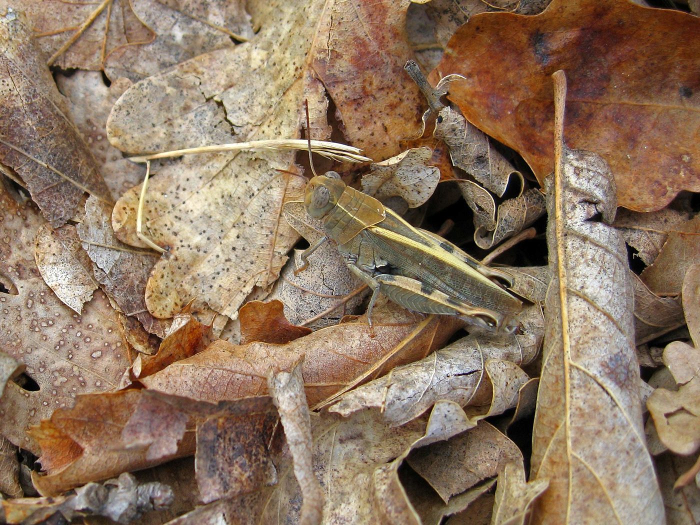 Grasshopper Camouflaged on Dead Leaves in Croatia
