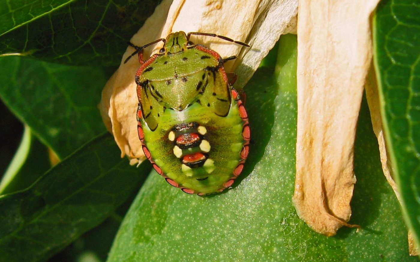 Juvenile vegetable bug on passion fruit in Croatia