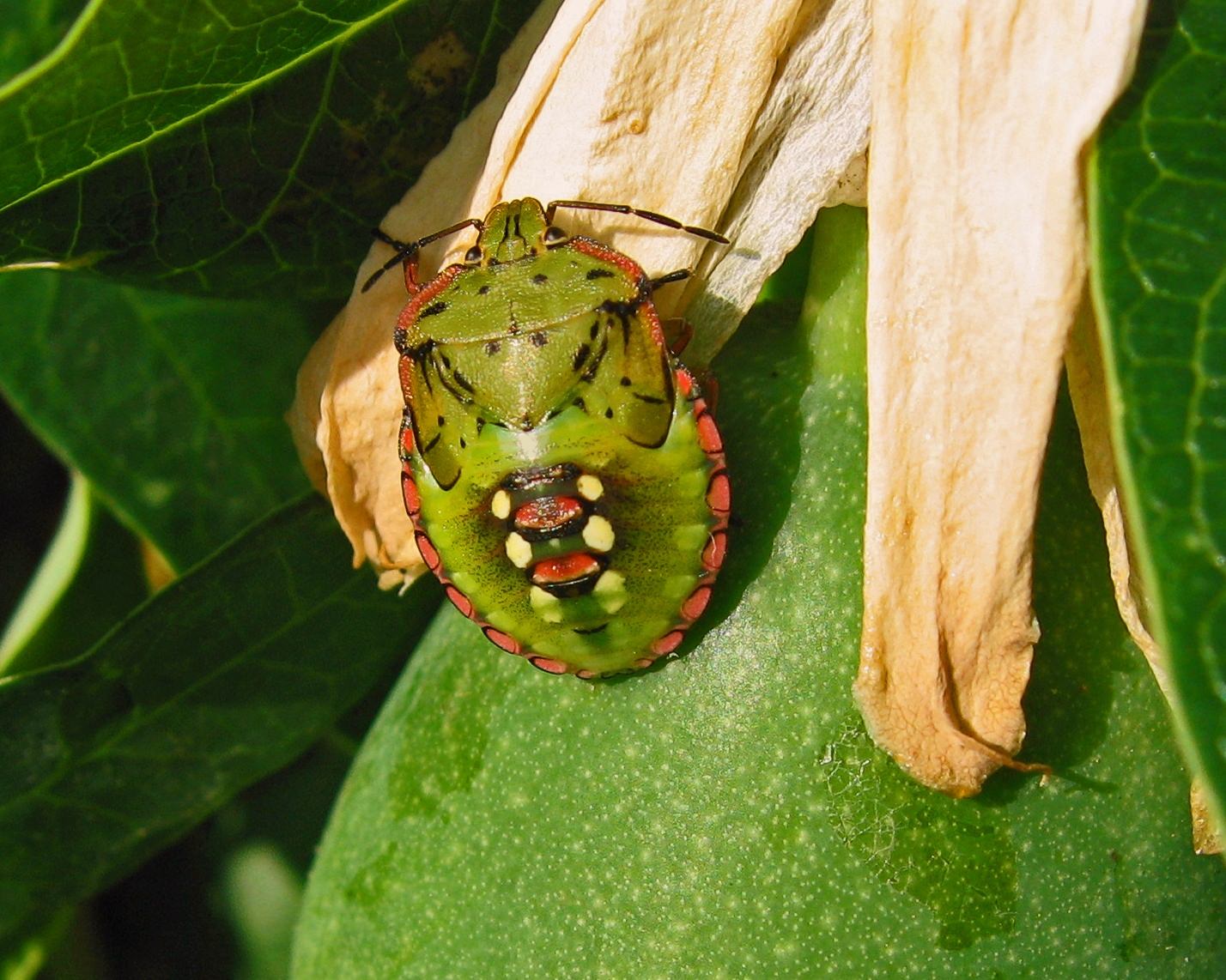 Juvenile vegetable bug on passion fruit in Croatia