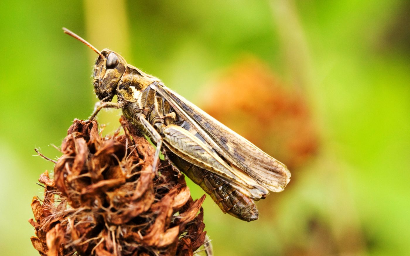 Grasshopper resting in the undergrowth