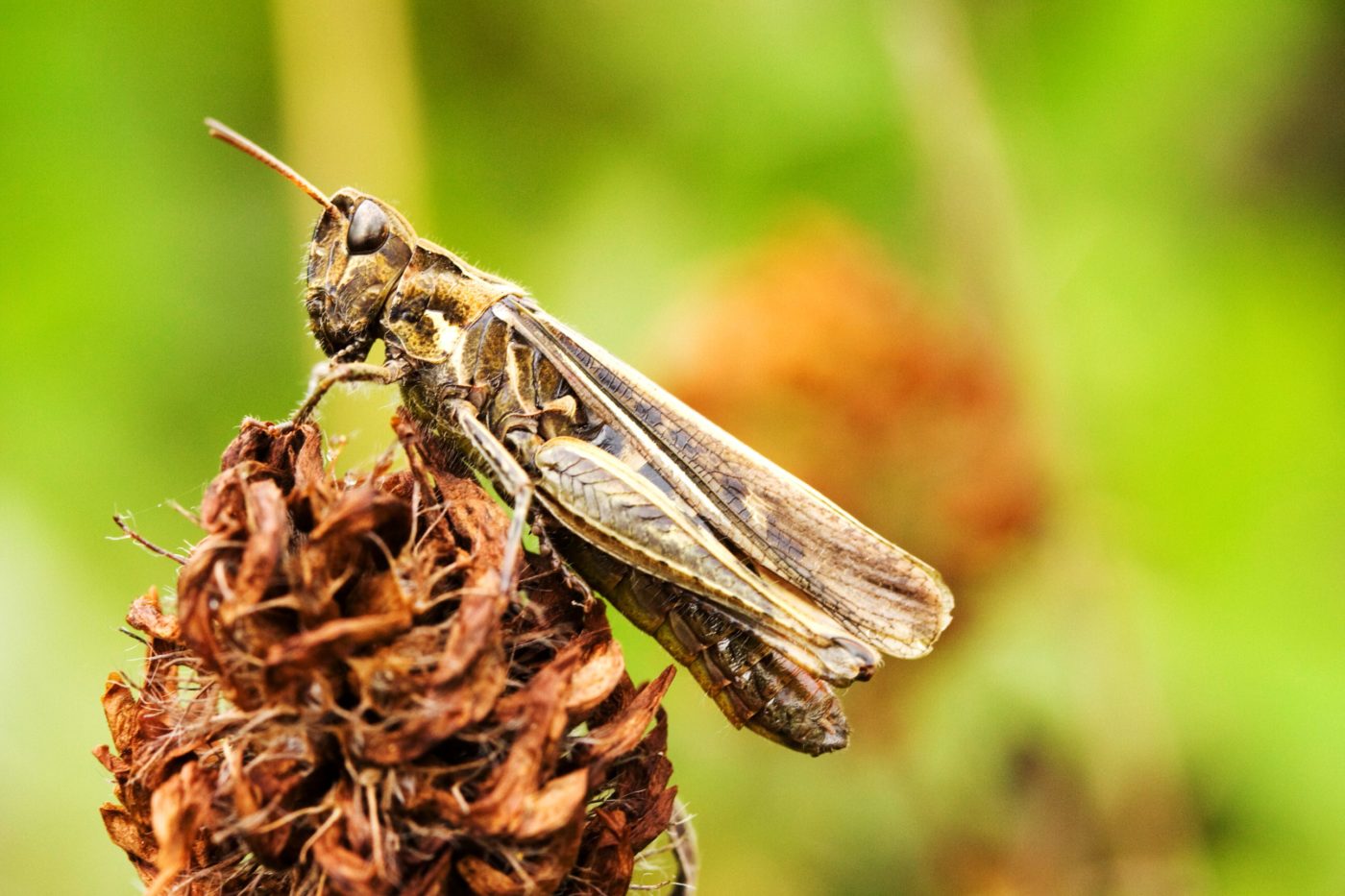 Grasshopper resting in the undergrowth