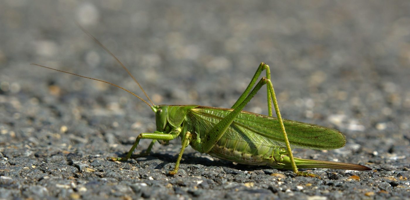 On the road again! Great green bush cricket