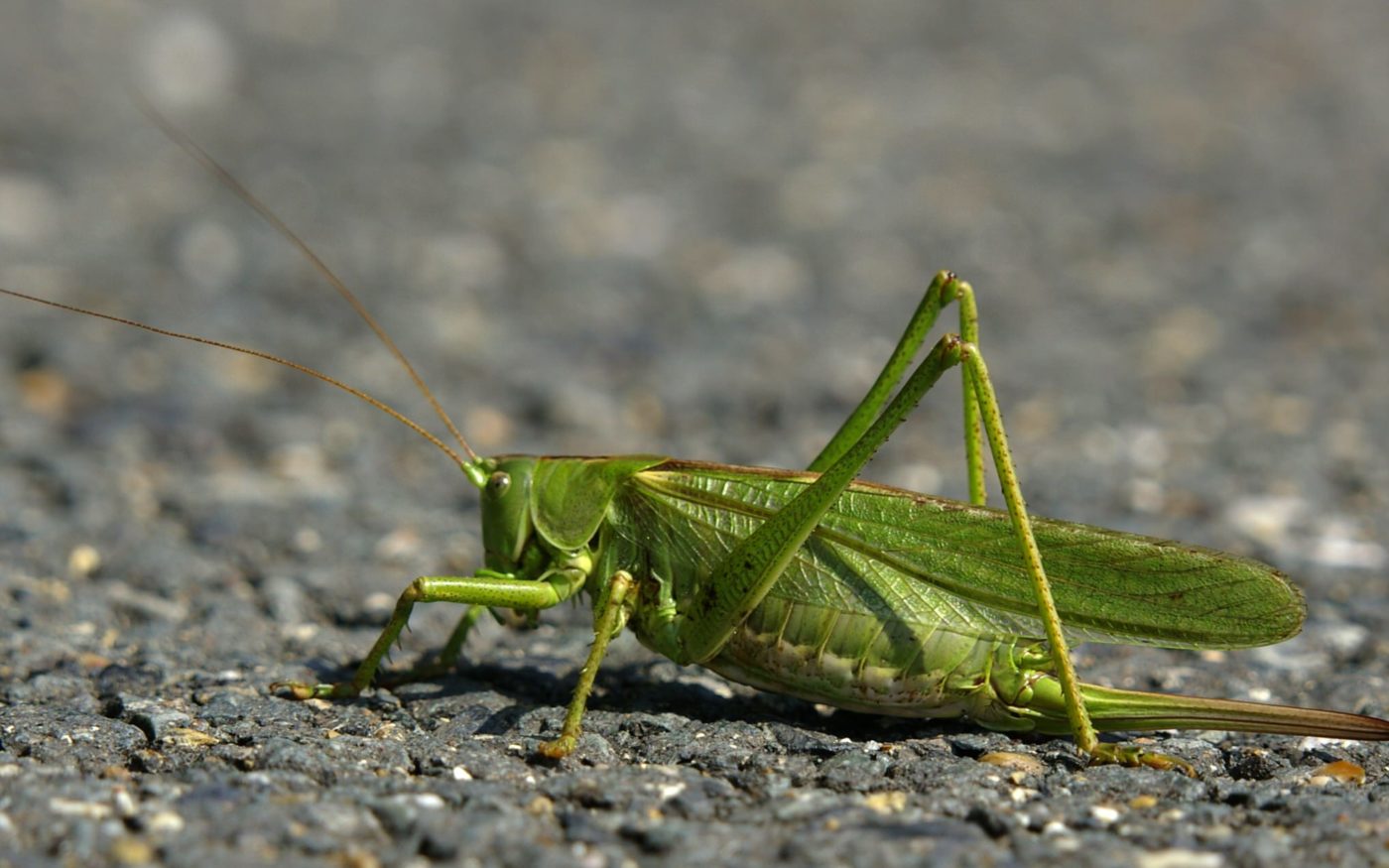 On the road again! Great green bush cricket