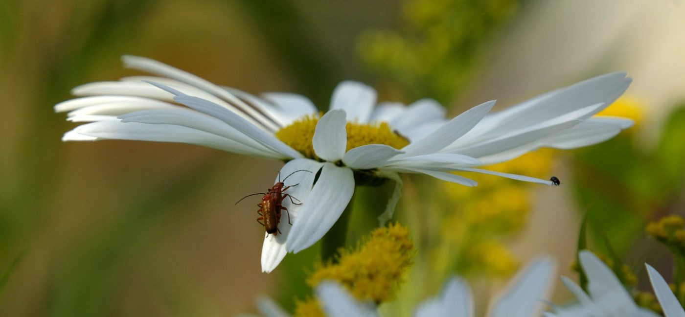 Shy Black Beetle Departs as a Pair of Soldier Beetles, Rhagonycha fulva, Mate.