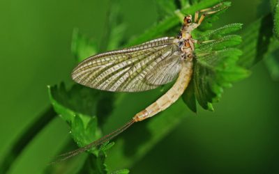 Mayfly